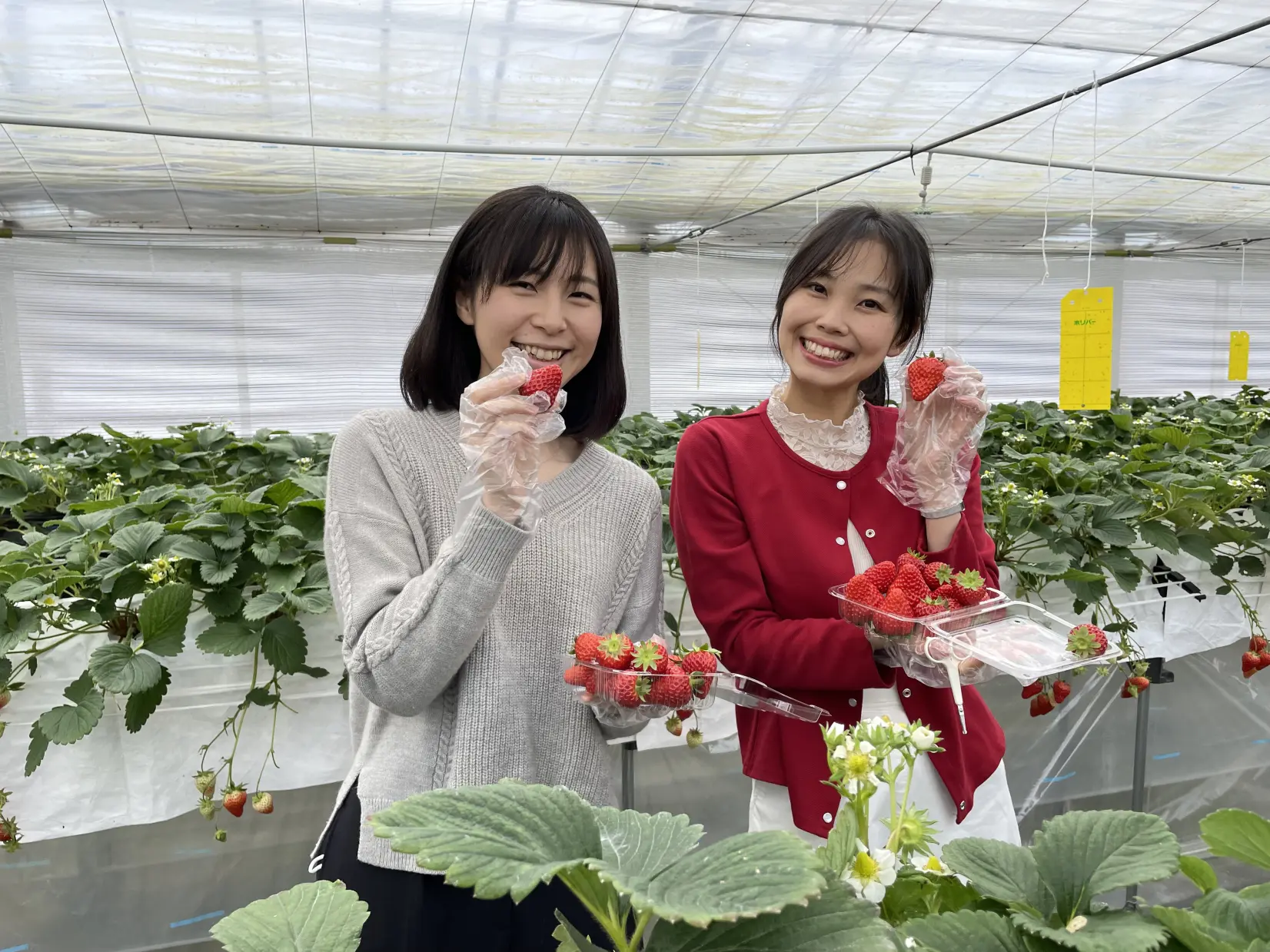 観光農園うめかのお庭-1