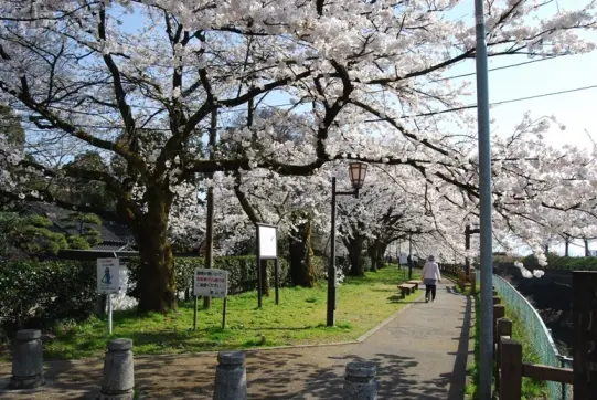 松川磯部堤【春】-6