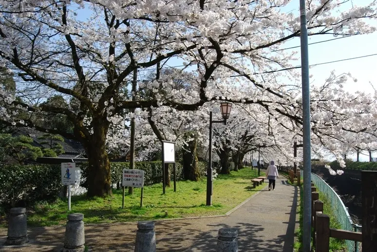 松川磯部堤【春】-6