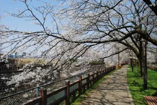 松川磯部堤【春】-2