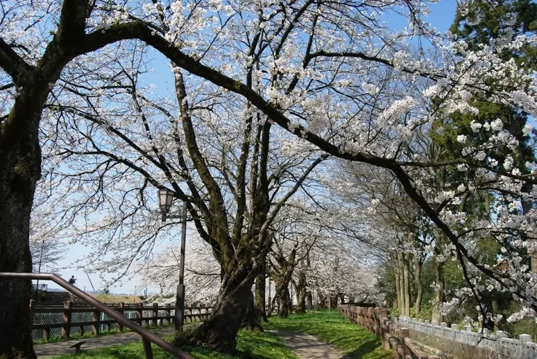 松川磯部堤【春】-3