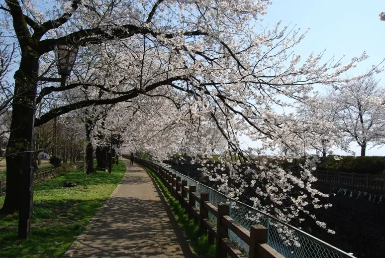 松川磯部堤【春】-5