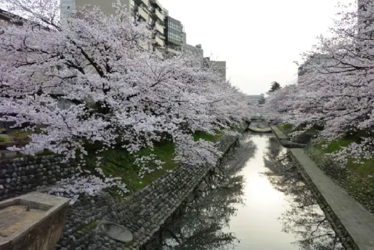 松川【春】-5