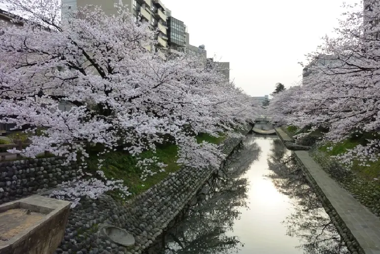 松川【春】-5