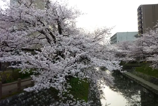 松川【春】-6