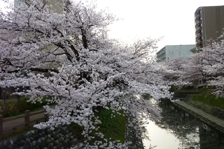 松川【春】-6