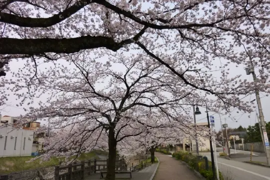 松川【春】-3