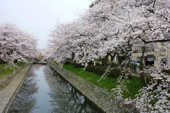 松川【春】-8