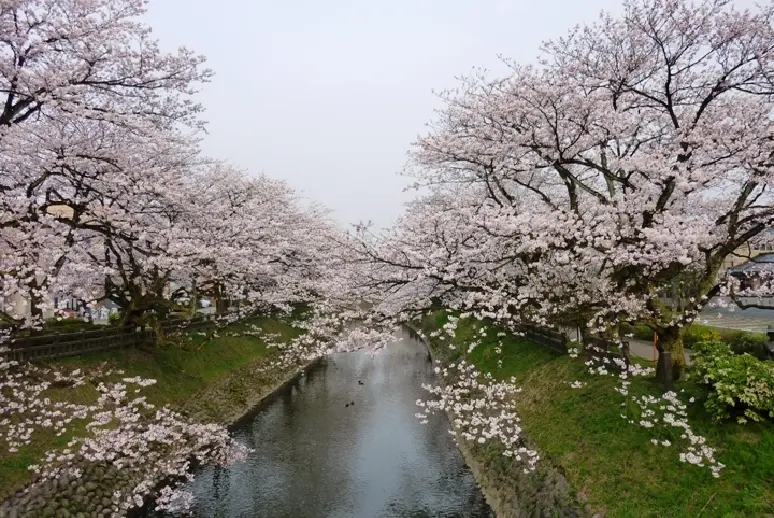 松川【春】-1