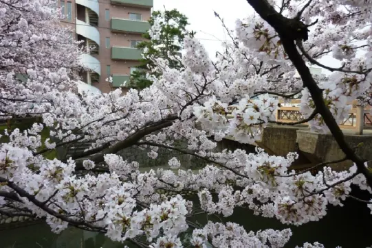 松川【春】-7