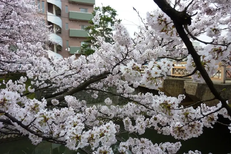 松川【春】-7