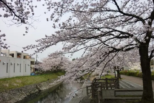 松川【春】-1