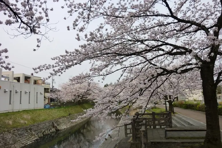 松川【春】-1