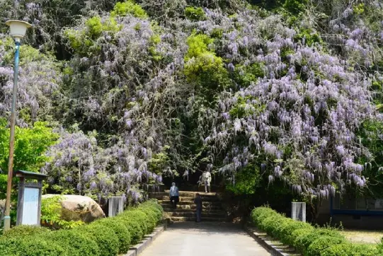 磯部神社　藤の花-2