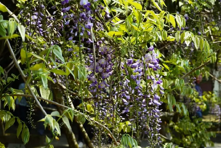 磯部神社　藤の花-3