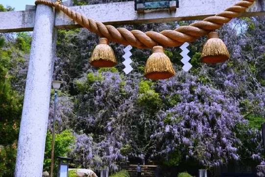 磯部神社　藤の花-1