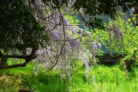 磯部神社　藤の花-8