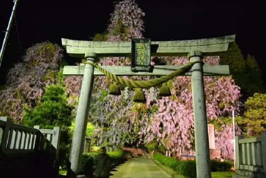 磯部神社　藤の花-4