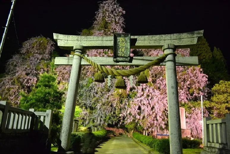 磯部神社　藤の花-4
