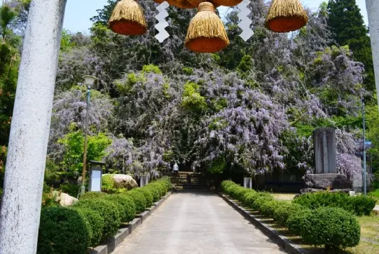 磯部神社　藤の花-0