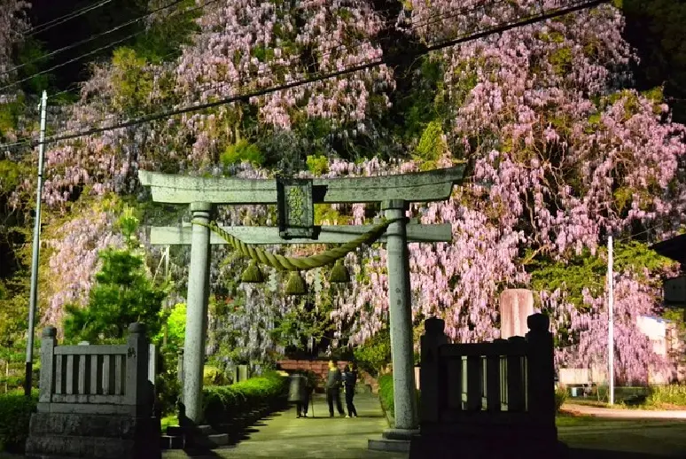 磯部神社　藤の花-5