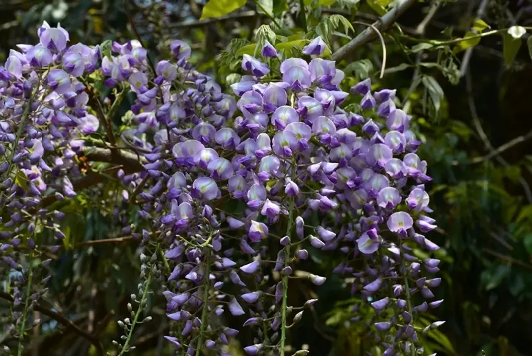 磯部神社　藤の花-9