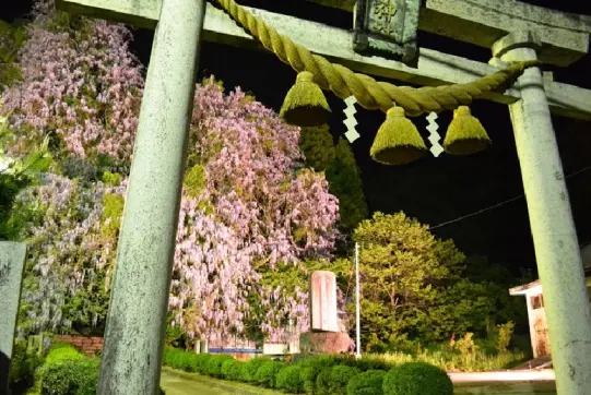 磯部神社　藤の花-7
