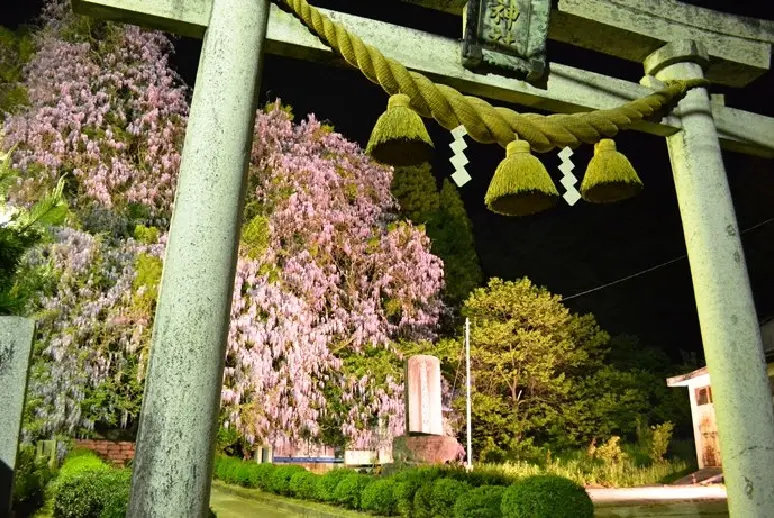磯部神社　藤の花-7