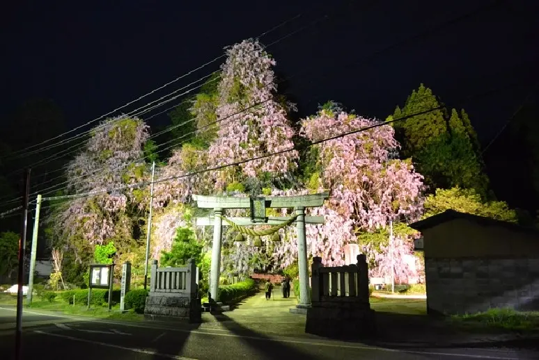 磯部神社　藤の花-6