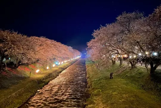 あさひ舟川 「春の四重奏」-5