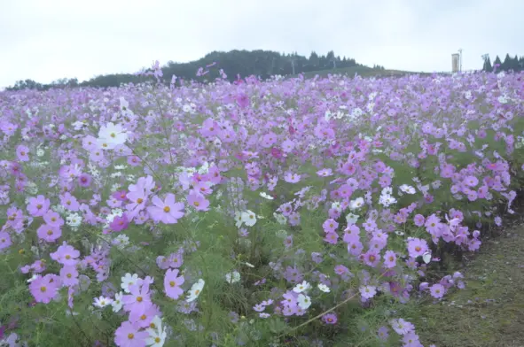 夢の平スキー場 -3
