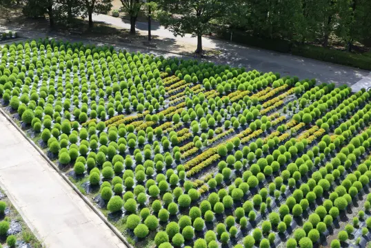 砺波チューリップ公園 コキアの大花壇-1