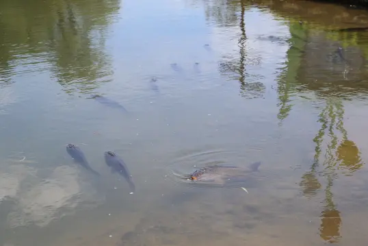 砺波チューリップ公園 コキアの大花壇-6