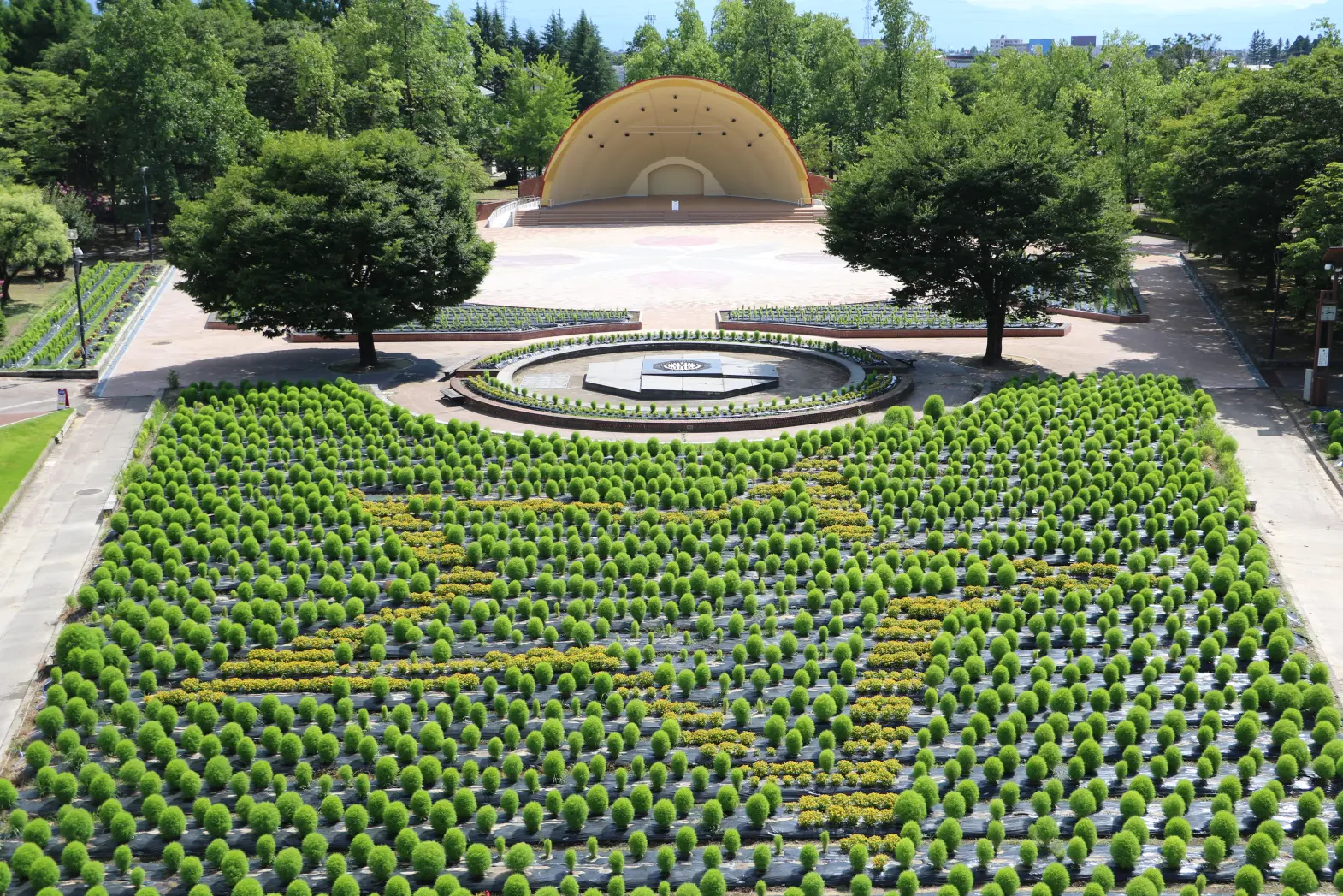 砺波チューリップ公園 コキアの大花壇-3