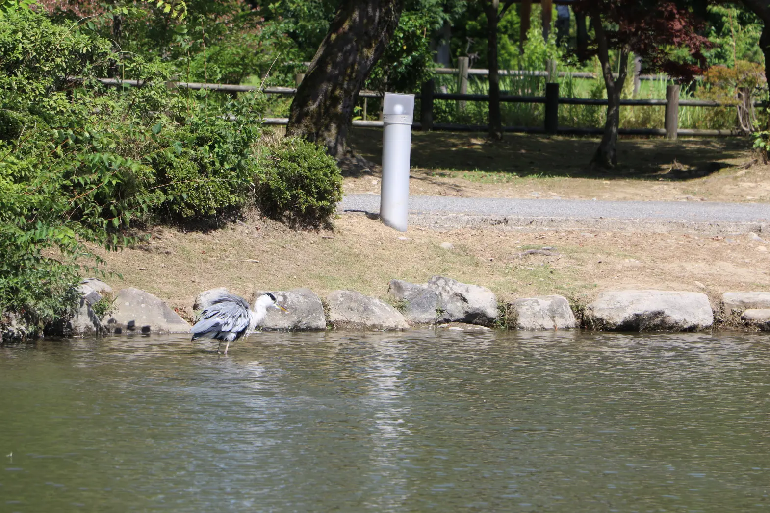 砺波チューリップ公園 コキアの大花壇-7