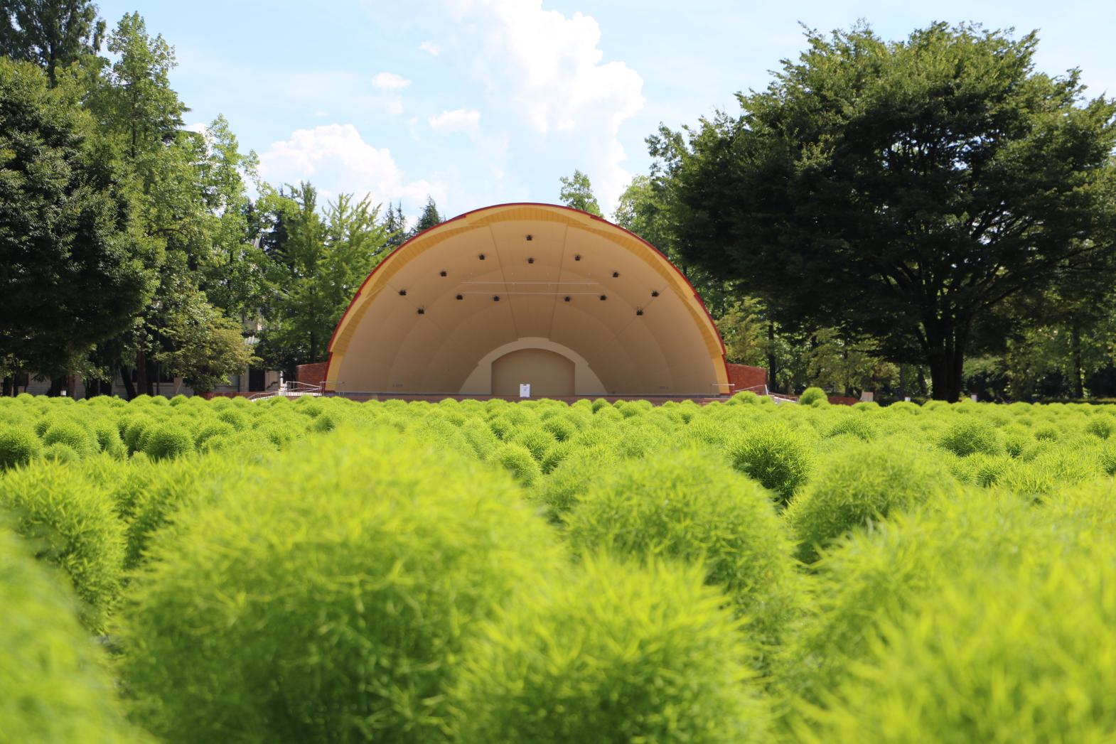 砺波チューリップ公園 コキアの大花壇-1