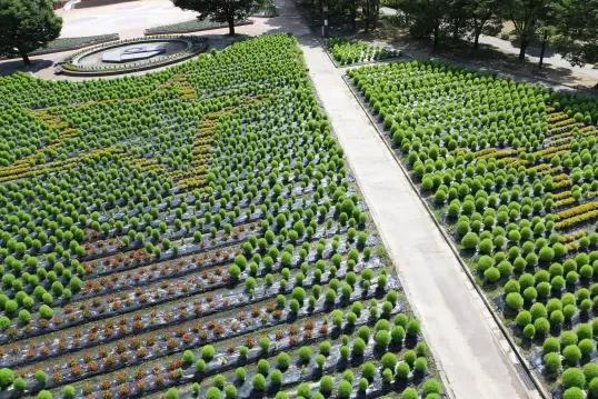 砺波チューリップ公園 コキアの大花壇-2