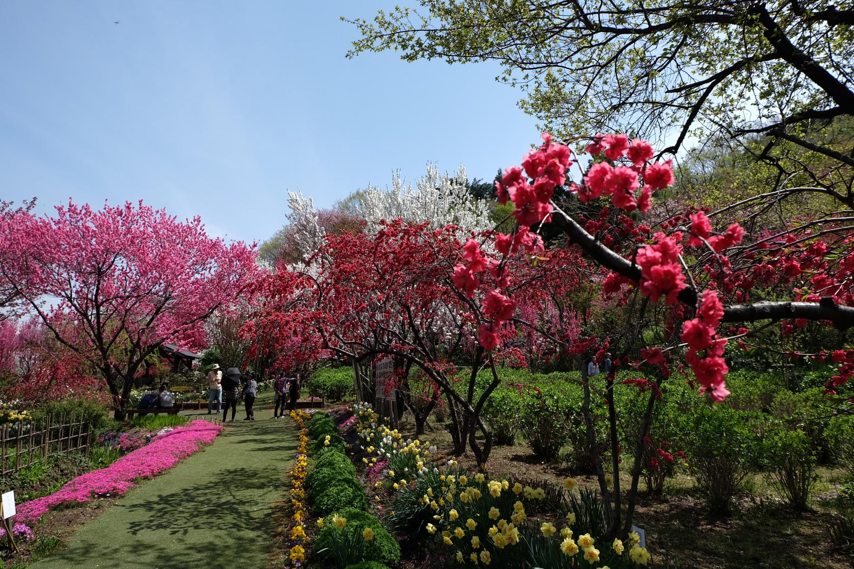 花の森･天神山ガーデン-2