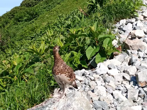 立山町観光協会-3