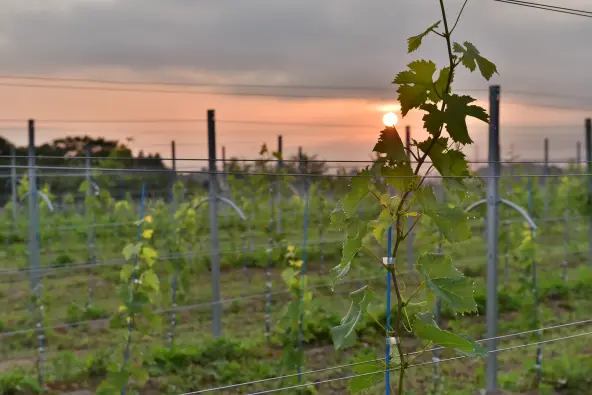 Domaine Beau（トレボー株式会社）-3