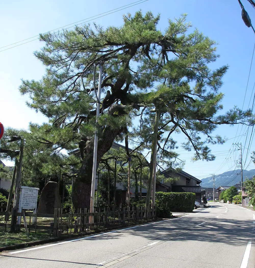巴塚の松-1