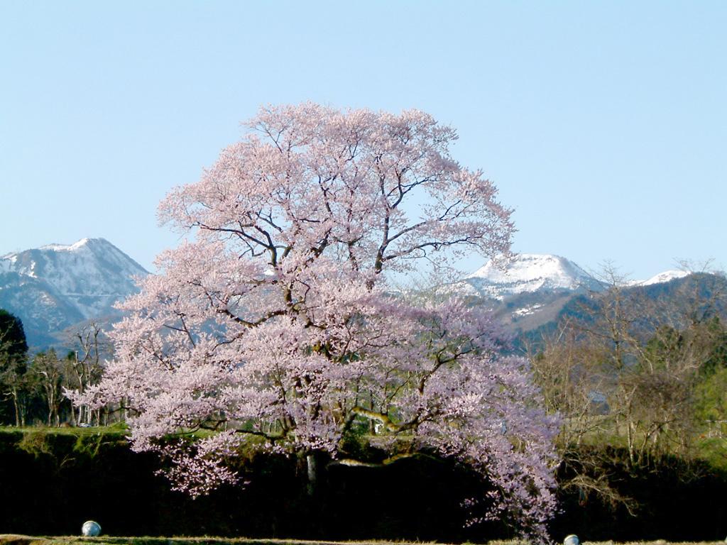 向野の桜-1