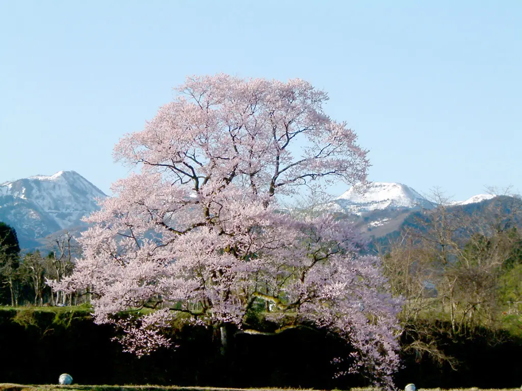 向野の桜-1